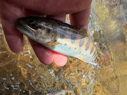 ヤマメの釣果