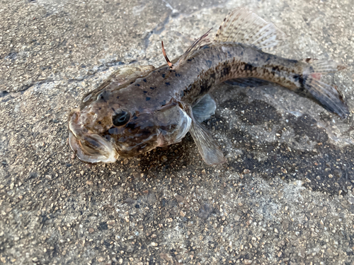 ハゼの釣果