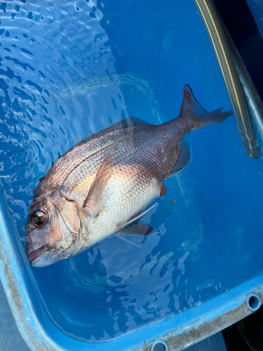 マダイの釣果