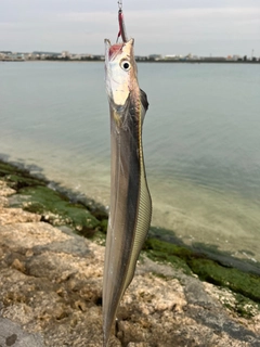 タチウオの釣果