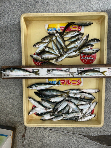 イワシの釣果