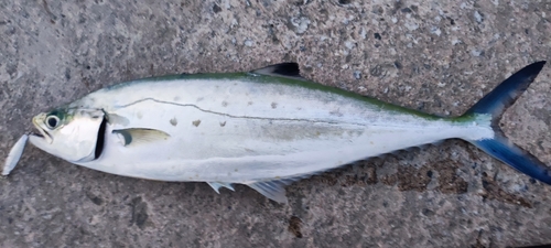 イケカツオの釣果