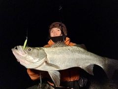 ヒラスズキの釣果