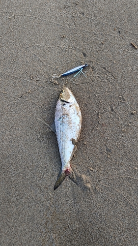 コノシロの釣果