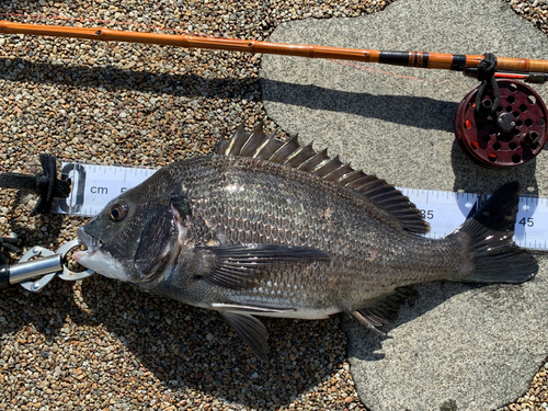 クロダイの釣果