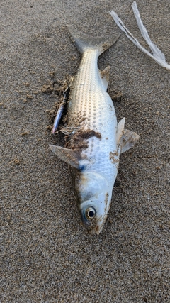 ボラの釣果