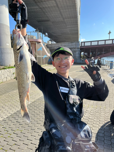 ニゴイの釣果