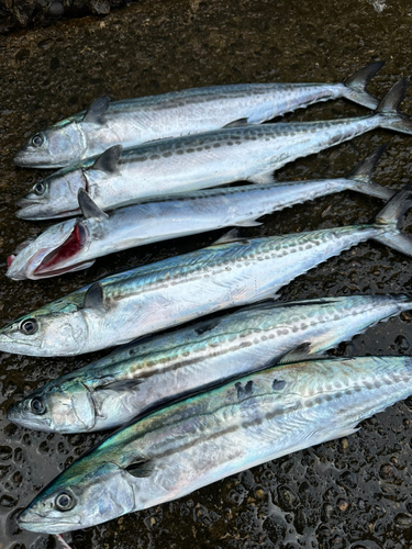 小木港で釣れたタイの釣り・釣果情報 - アングラーズ