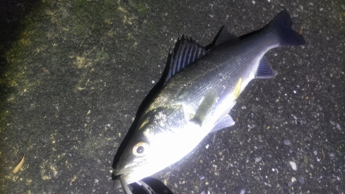 セイゴ（マルスズキ）の釣果