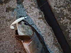 ホッケの釣果