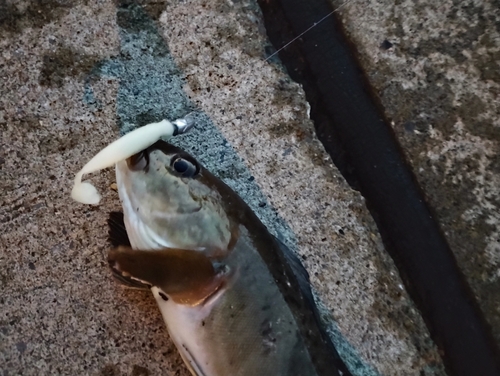 ホッケの釣果