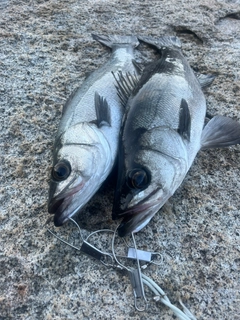 ヒラスズキの釣果