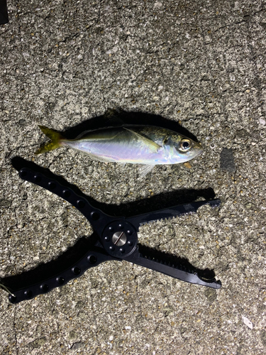 島原湾で釣れたシログチの釣り・釣果情報 - アングラーズ