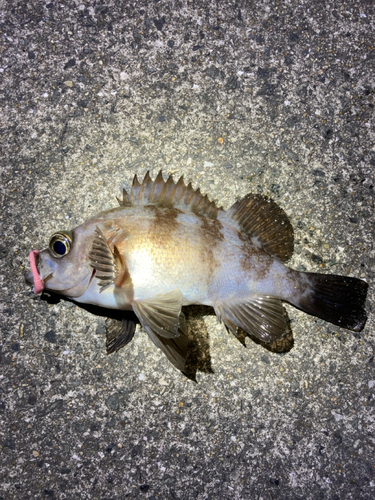 シロメバルの釣果