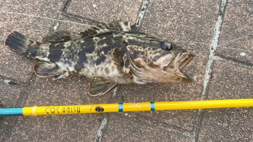 タケノコメバルの釣果