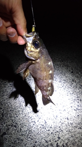 メバルの釣果