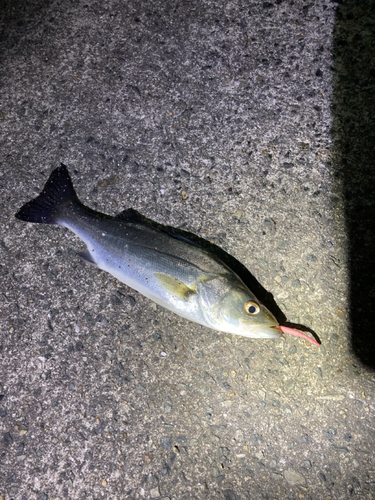 セイゴ（マルスズキ）の釣果