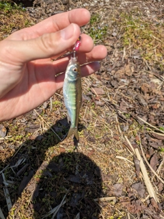 オイカワの釣果