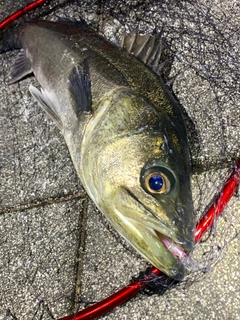 スズキの釣果