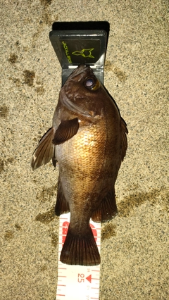 メバルの釣果