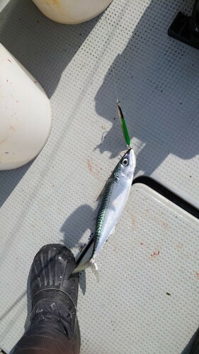 マサバの釣果