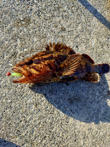 タケノコメバルの釣果