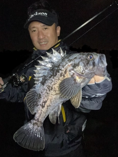 クロソイの釣果