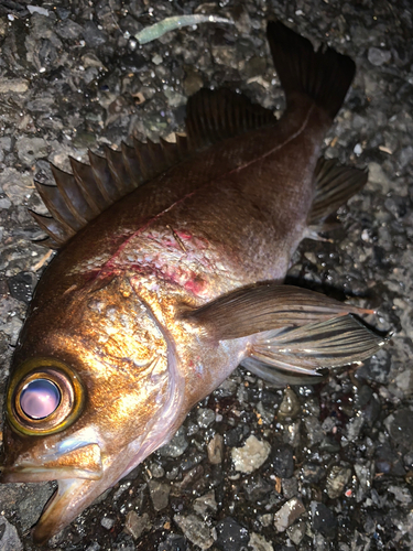 シロメバルの釣果