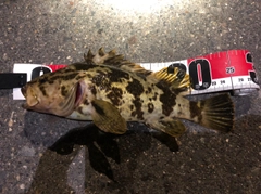 タケノコメバルの釣果