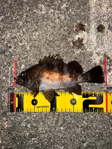 メバルの釣果