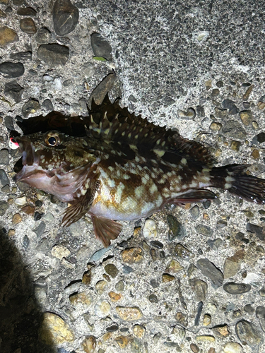 カサゴの釣果