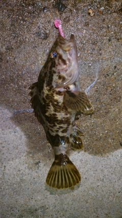 タケノコメバルの釣果