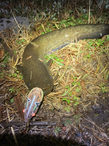 ナマズの釣果