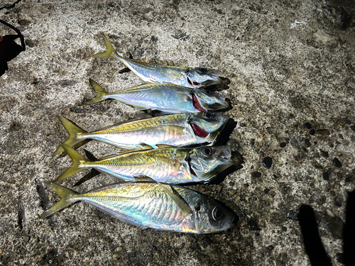 アジの釣果