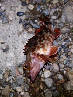 カサゴの釣果