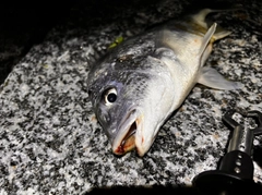 キビレの釣果