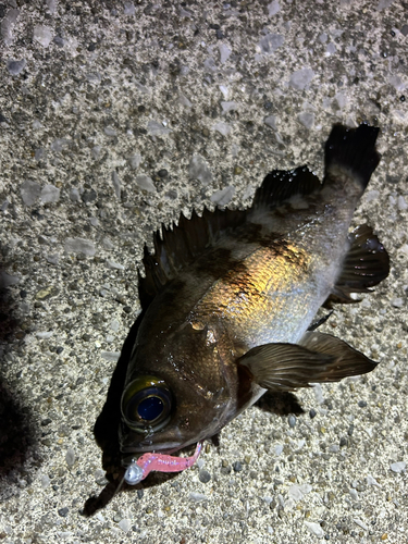 シロメバルの釣果