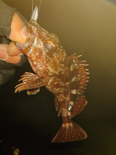 カサゴの釣果