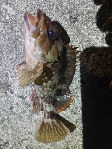 カサゴの釣果