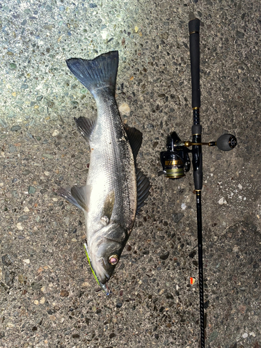 ヒラスズキの釣果