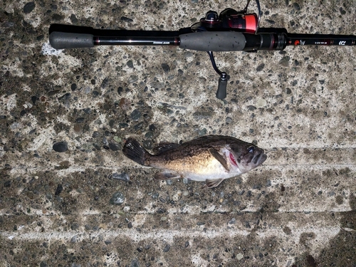 クロソイの釣果