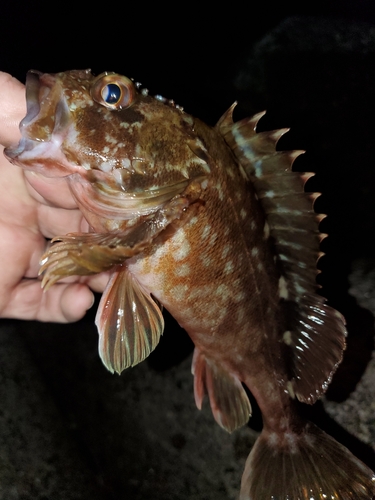 ガシラの釣果