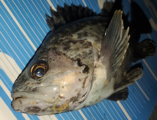 クロソイの釣果