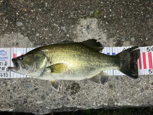 ブラックバスの釣果