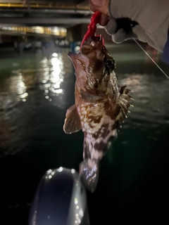 カサゴの釣果