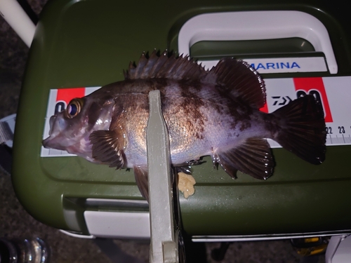 メバルの釣果