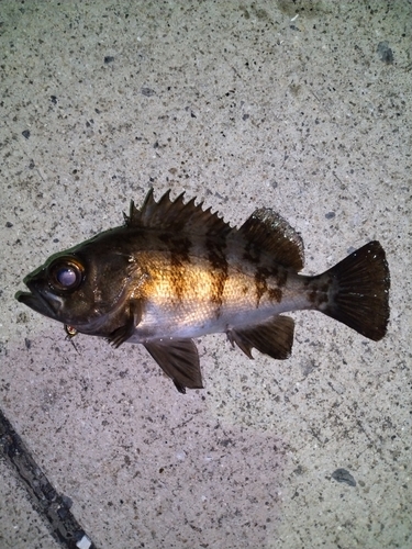 アオメバルの釣果