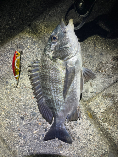 クロダイの釣果