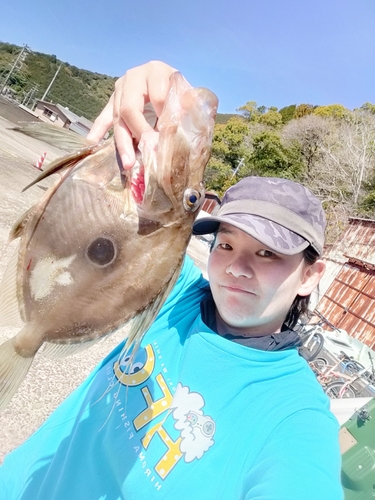 マトウダイの釣果