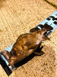 メバルの釣果